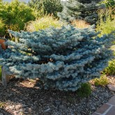 Dwarf Globe Blue Spruce